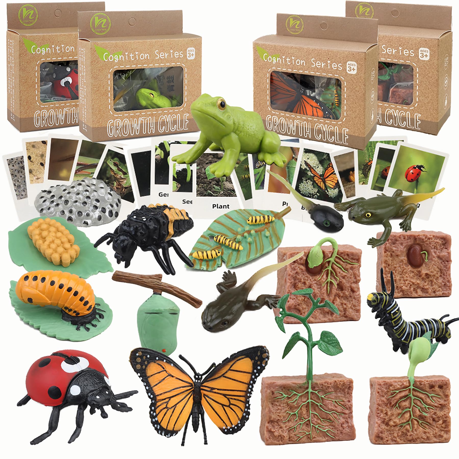 MBrain Life Cycle Learning & Education Toys - Montessori Animal & Plant Figurines Set (Frog, Butterfly, Ladybug) - STEM Educational Gift for Boys & Girls Ages 3-5 - Perfect for Classroom Teaching, Homeschooling & Nature Exploration