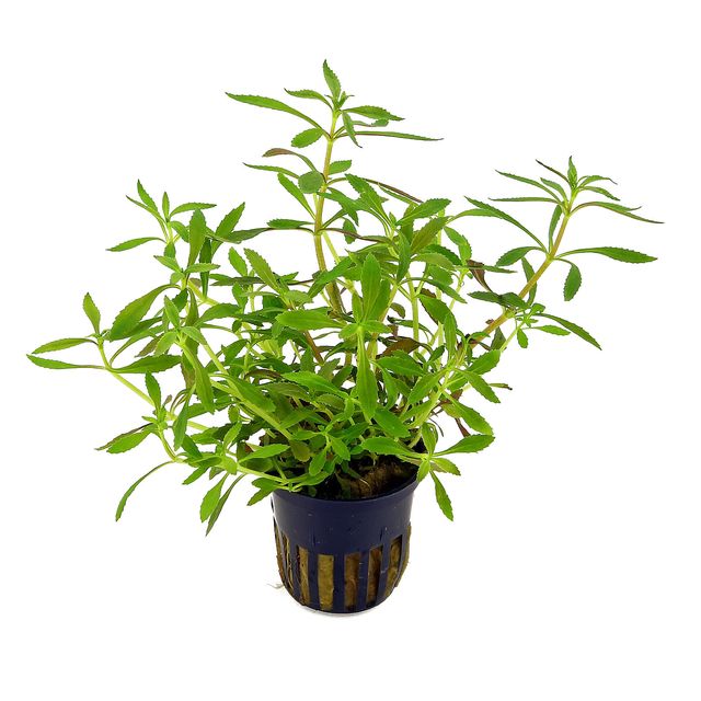 TCulture Limnophila Aromatica Live Aquatic Plant for Freshwater Aquariums - Perfect for Fish Tanks, Aquascaping & Natural Aquarium Decor