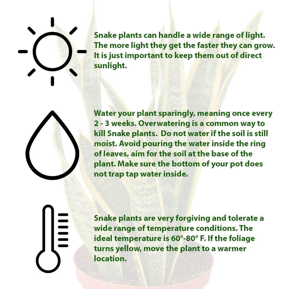 Snake Plant Laurentii (Sansevieria Trifasciata) - Live Indoor Houseplant in 4'' & 6'' Pot | Air Purifying Low Light Plant for Bedroom, Office & Living Room Decor | Mother-in-Law's Tongue Houseplant