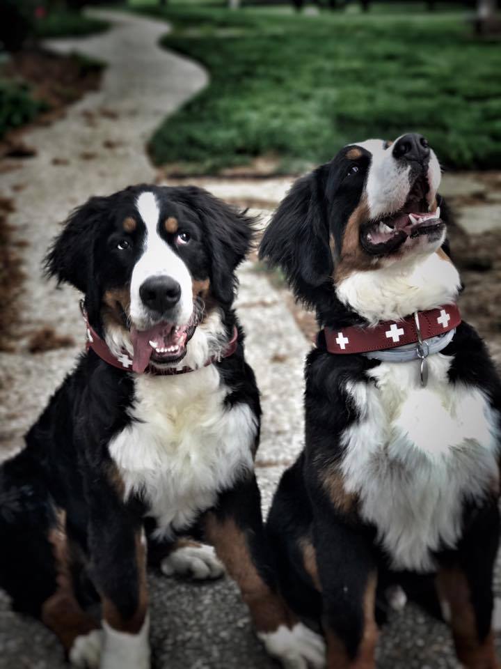Swiss Cross Dog Collar with Reflective Stitching - Durable Nylon Pet Collar for Small Medium Large Dogs - Perfect for Walking, Training & Outdoor Adventures