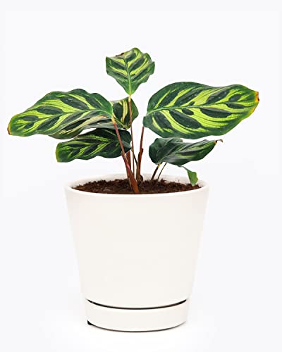 Calathea Makoyana Peacock