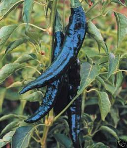 Pasilla Bajio Hot Pepper Seeds - Heirloom Vegetable Seeds by Seed Kingdom (1,000 Seeds) - Perfect for Home Gardening, Mexican Cuisine & Spicy Food Lovers