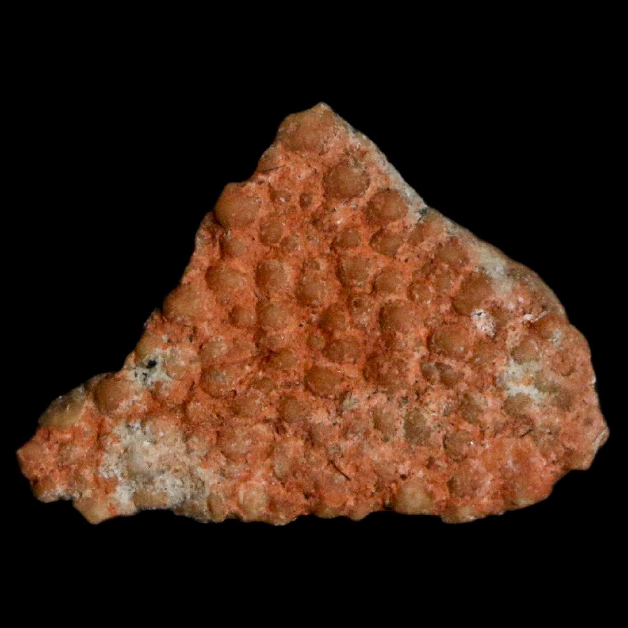 0.5 Megaloolithus Titanosaur Dinosaur Fossil Egg Shell from Bouches-du-Rhône, France - Rare Collectible Display Piece for Museums, Paleontology Enthusiasts & Home Decor