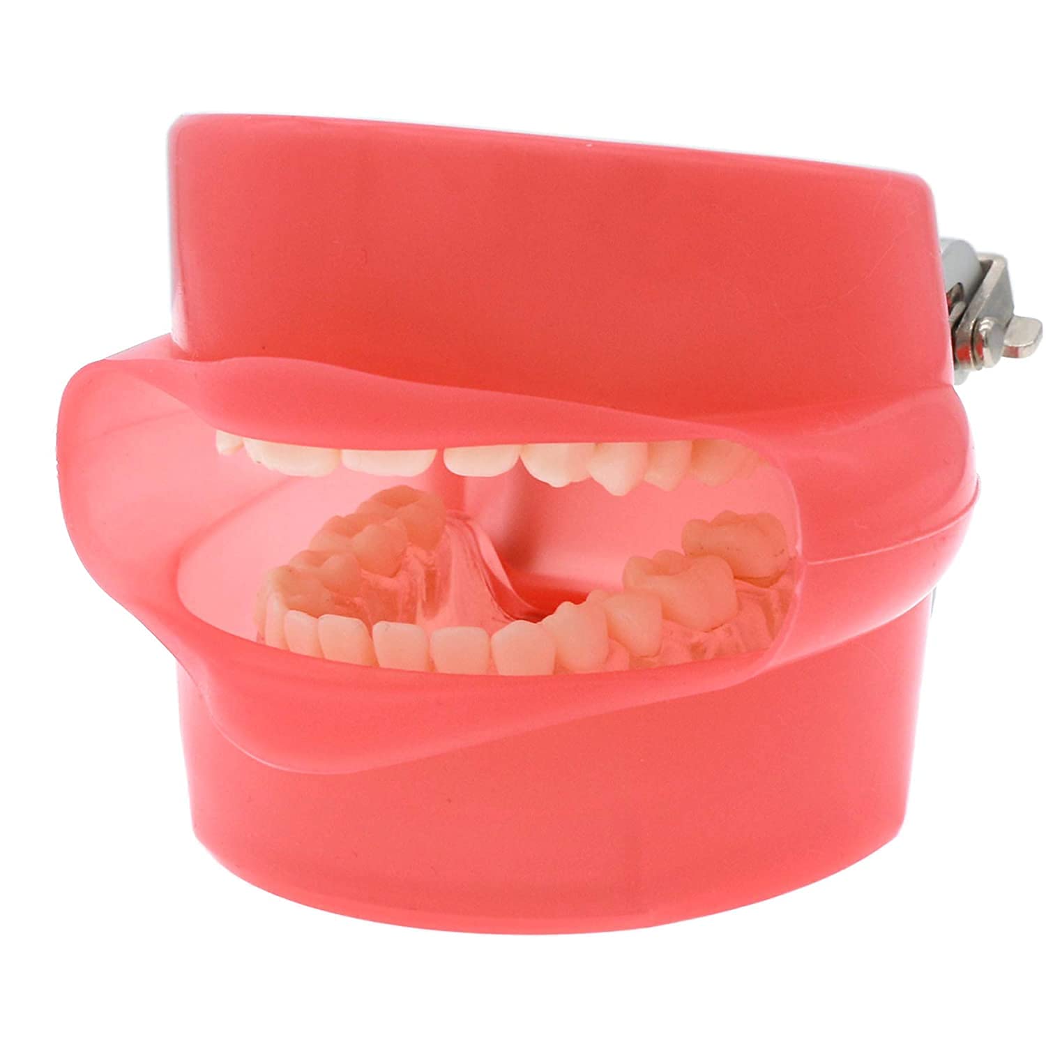 Professional Dental Full Mouth Detachable Tooth Simulation Model with 28PCS Teeth - Perfect for Dental Students, Dentists & Orthodontic Training, Classroom Demonstrations & Patient Education