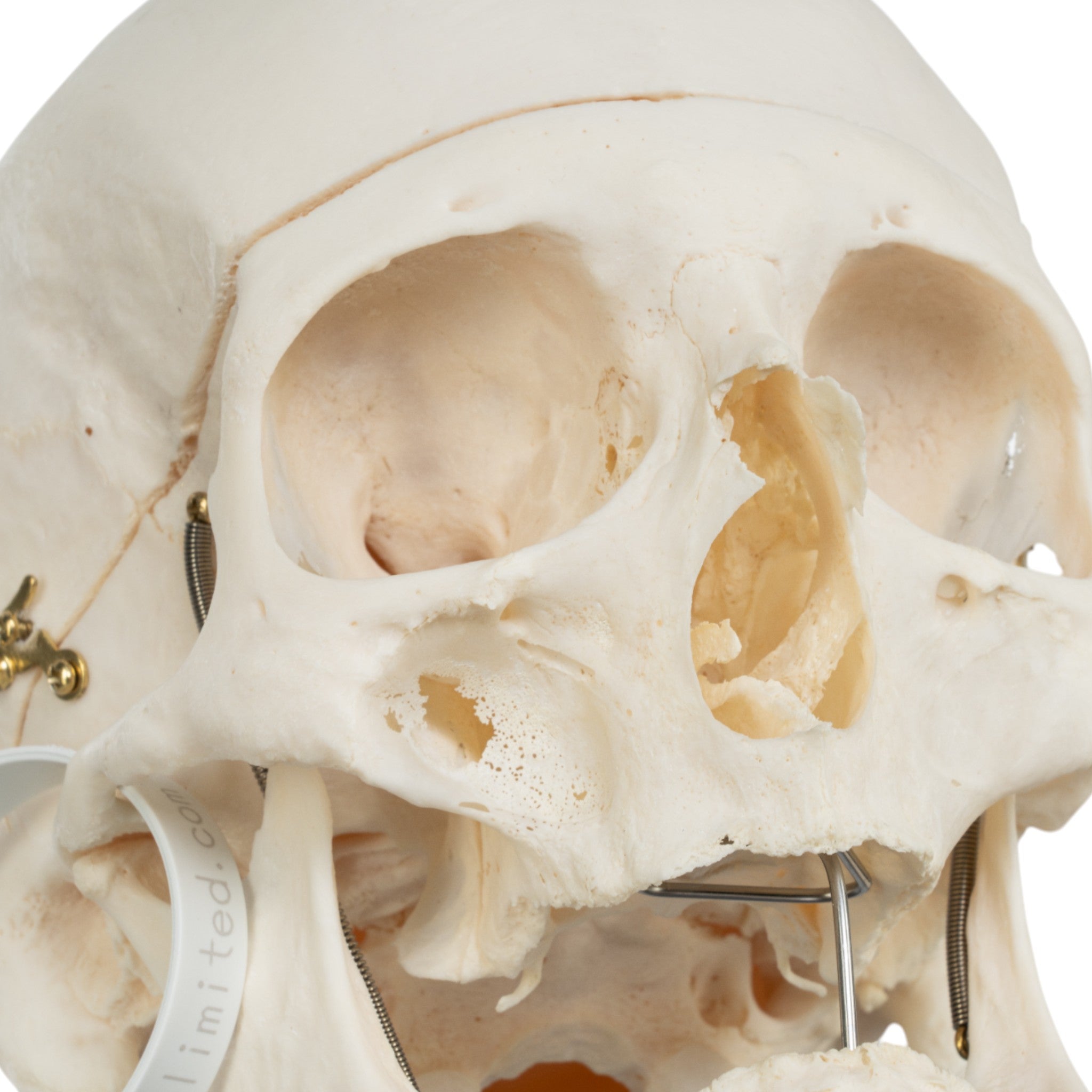 Premium Anatomical Human Skull Model - Accurate Medical & Educational Tool for Students, Doctors & Researchers | Perfect for Classroom, Lab & Medical Training