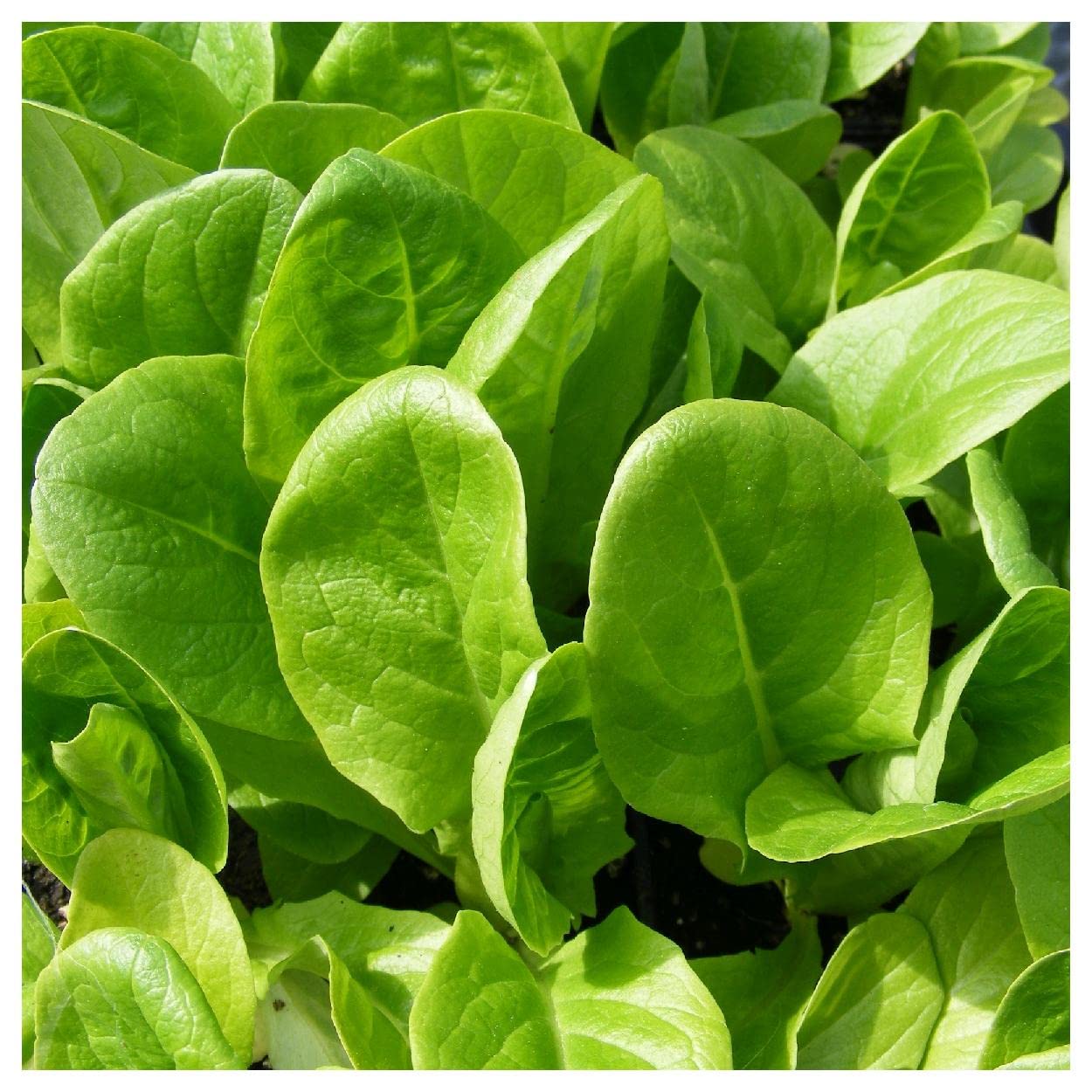 Organic Little Gem Butterhead Lettuce Seeds - 1/4 Lb Non-GMO Heirloom Variety by Everwilde Farms - Gold Vault Packaging - Perfect for Home Gardens, Hydroponics & Fresh Salads