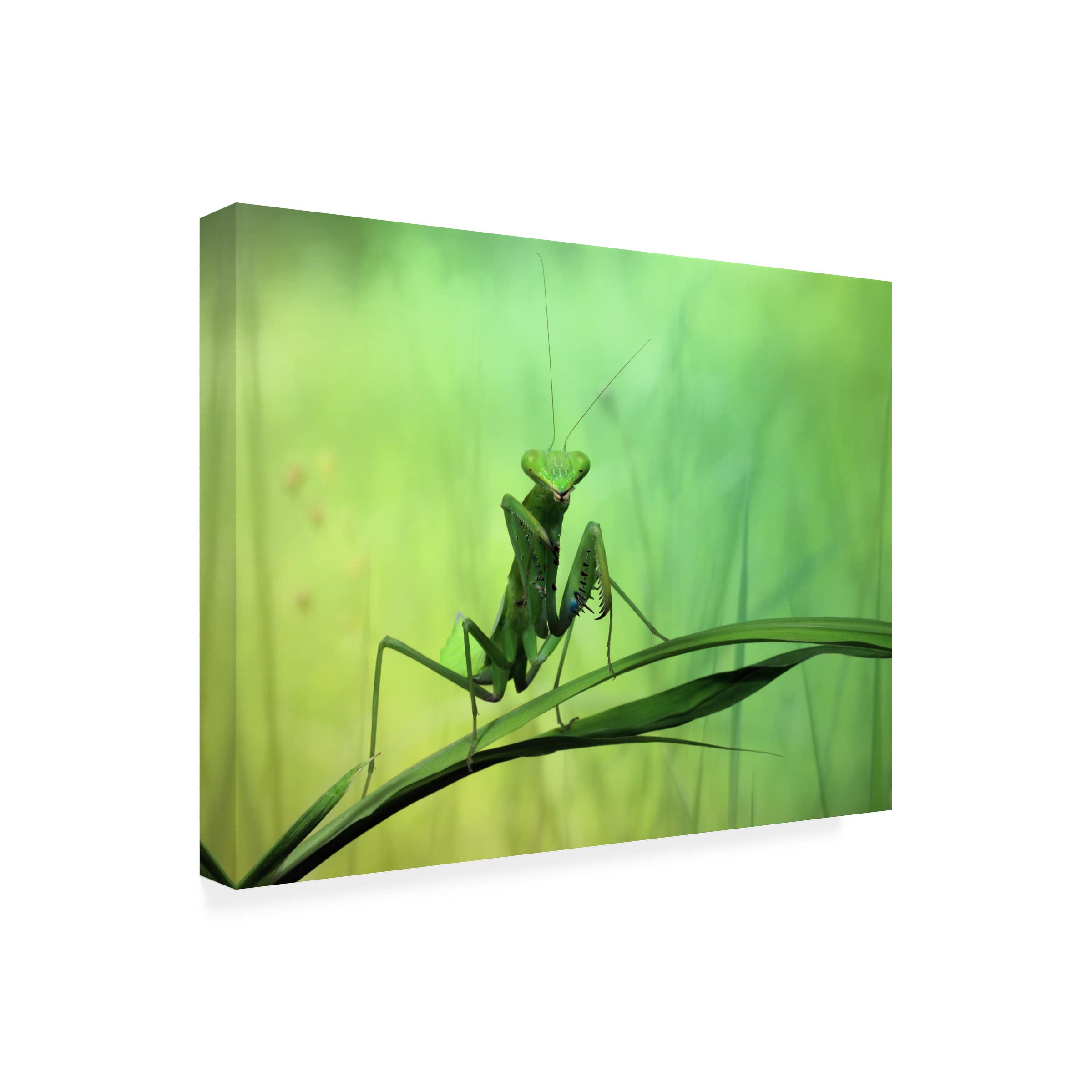 Jimmy Hoffman 'Hi There' Canvas Art Print - Modern Wall Decor for Living Room, Bedroom & Office | Trademark Fine Art Collection