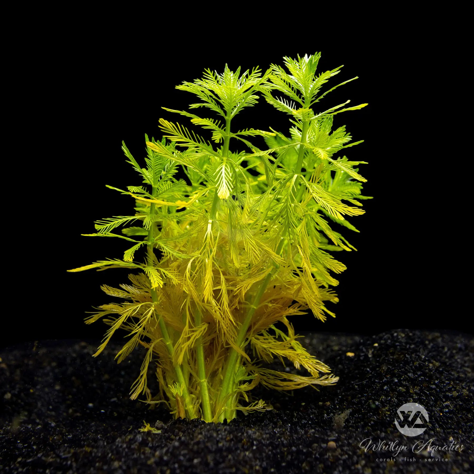 Myriophyllum elatinoides Aquatic Plant for Aquariums & Ponds | Oxygenating Water Plant for Fish Tanks | Perfect for Freshwater Aquascaping & Water Gardens