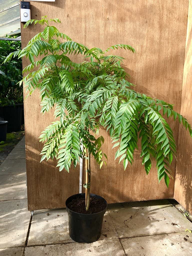 Buy Fresh Curry Leaf Live Plant (Murraya Koenigii) for Cooking & Gardening – Perfect for Indian Cuisine, Herbal Remedies & Home Gardens