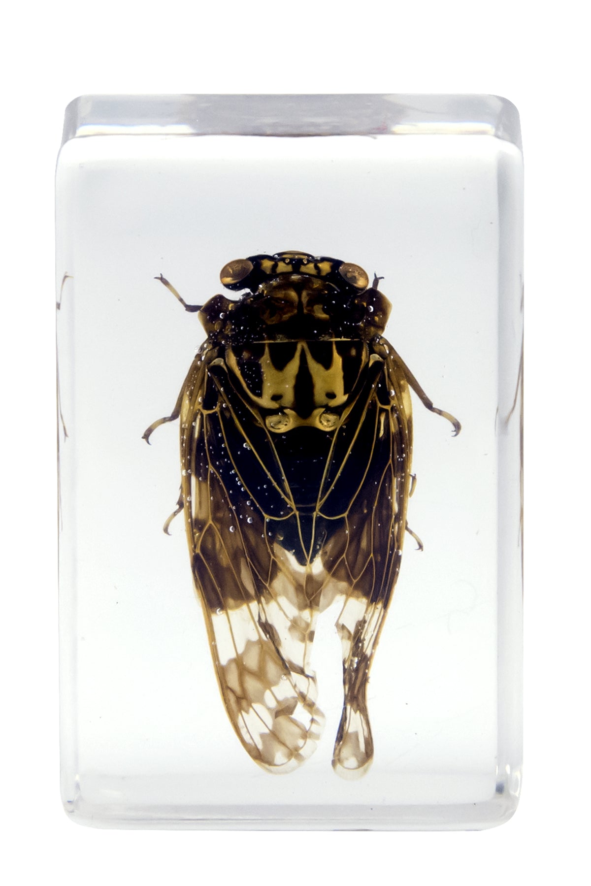 3D Bug Specimen Kit #4 - Realistic Insect Models for Science Education & Home Decor | Perfect for Classroom, Kids Learning & Nature Lovers