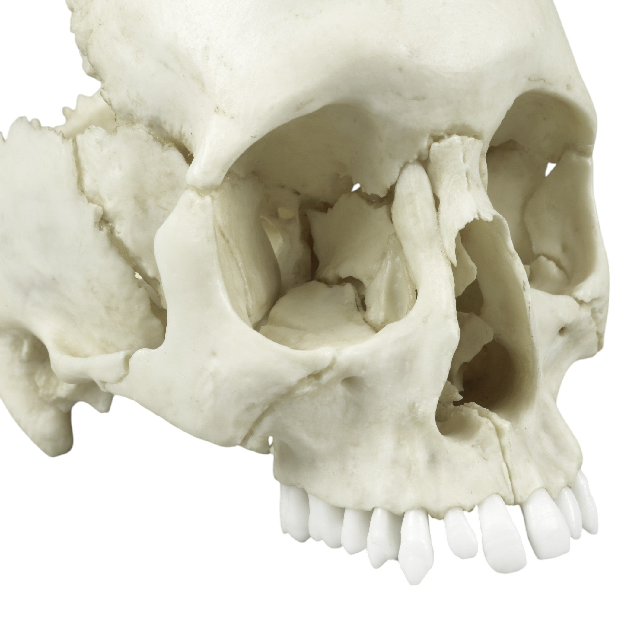 Authentic Replica Human Medical Study Skull - Articulated & Detailed Anatomy Model for Medical Students, Doctors & Science Education | Perfect for Classroom, Lab & Home Study