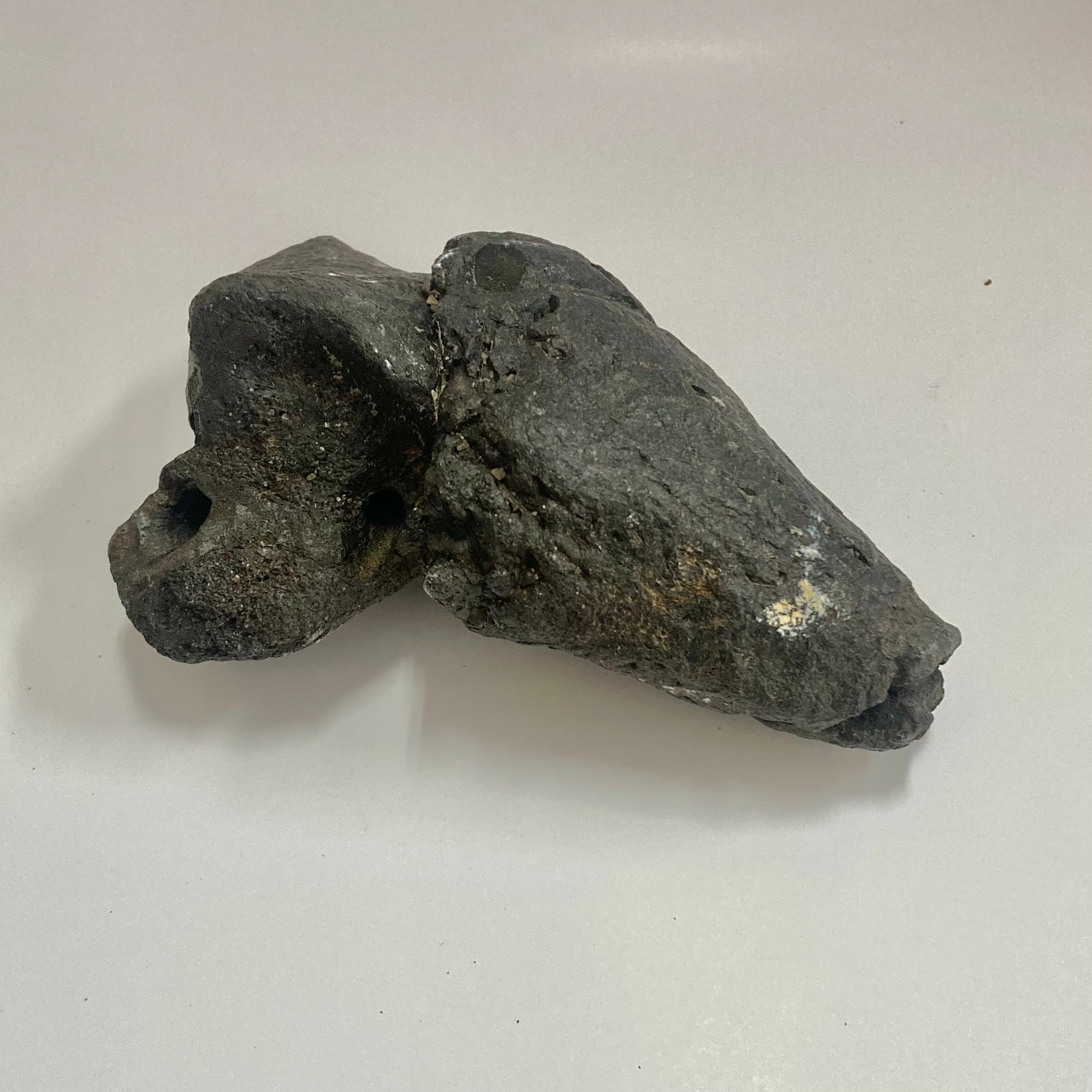 Authentic Whale Ear Bone Fossil - Genuine Collectible Marine Specimen for Science Enthusiasts & Home Decor | Perfect for Educational Displays, Ocean-Themed Decor, and Unique Gift Ideas