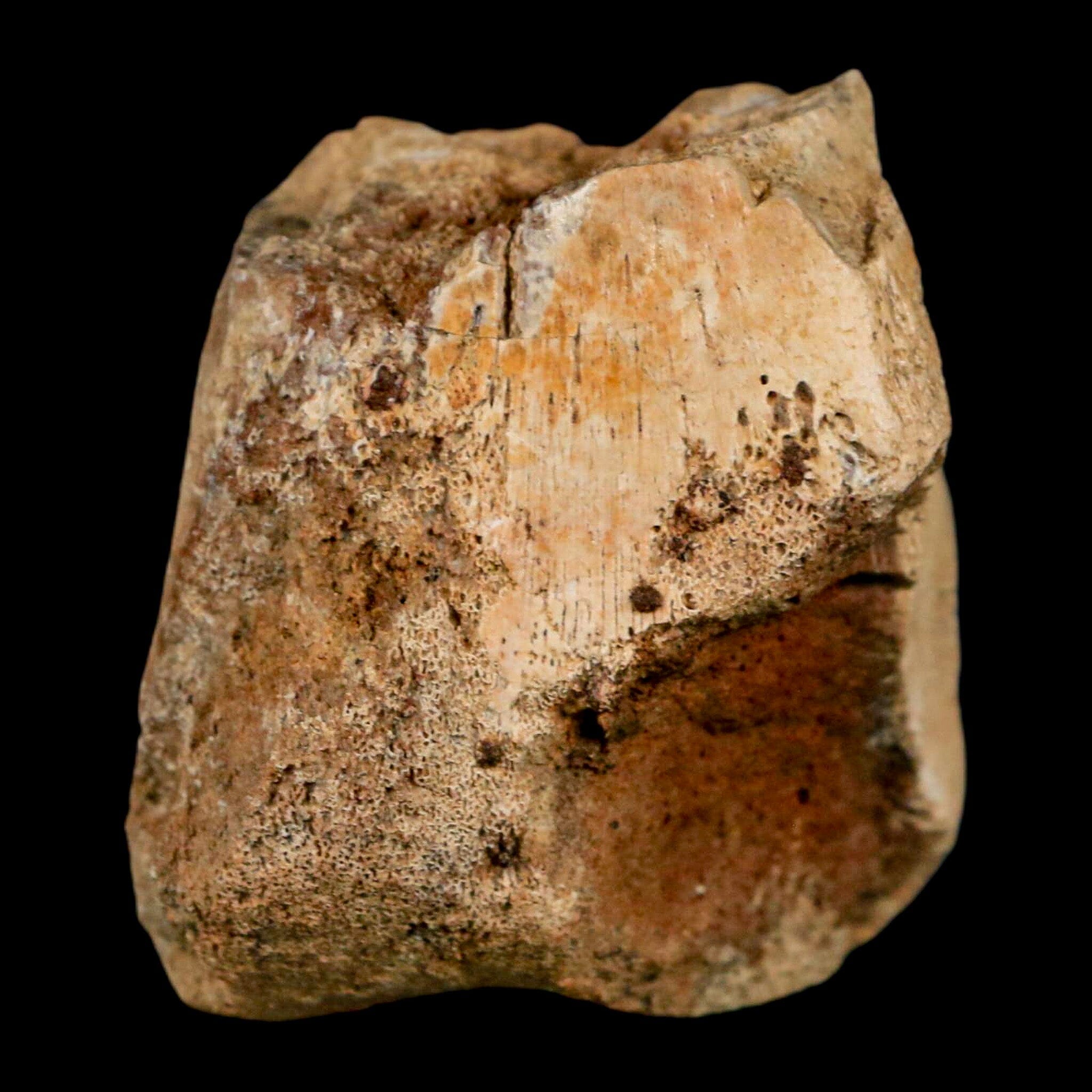 2 Authentic Hadrosaurus Fossil Femur Bone - Aguja Formation Texas, Dinosaur Fossil from Cretaceous Period with COA & Display Stand | Perfect for Paleontology Collectors, Museum Displays & Educational Use