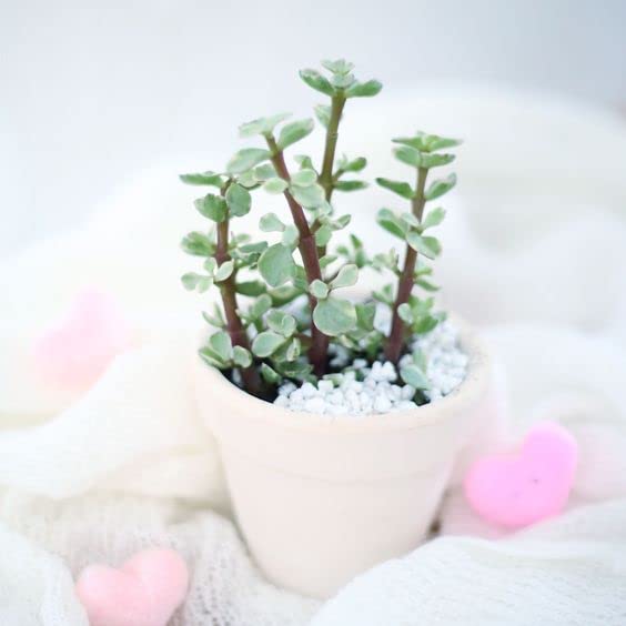 Variegated Elephant Bush (Portulacaria afra) - Live Succulent Plant with 2 Inch Clay Pot | Lucky Money Tree for Home Office Decor | Unique Gift for Plant Lovers, Feng Shui & Indoor Gardening Enthusiasts