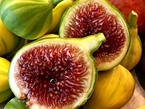 Panache Fig Tree - Live Fruit Plant with Delicious Taste - Perfect for Home Gardens, Backyard Orchards & Fresh Fruit Lovers