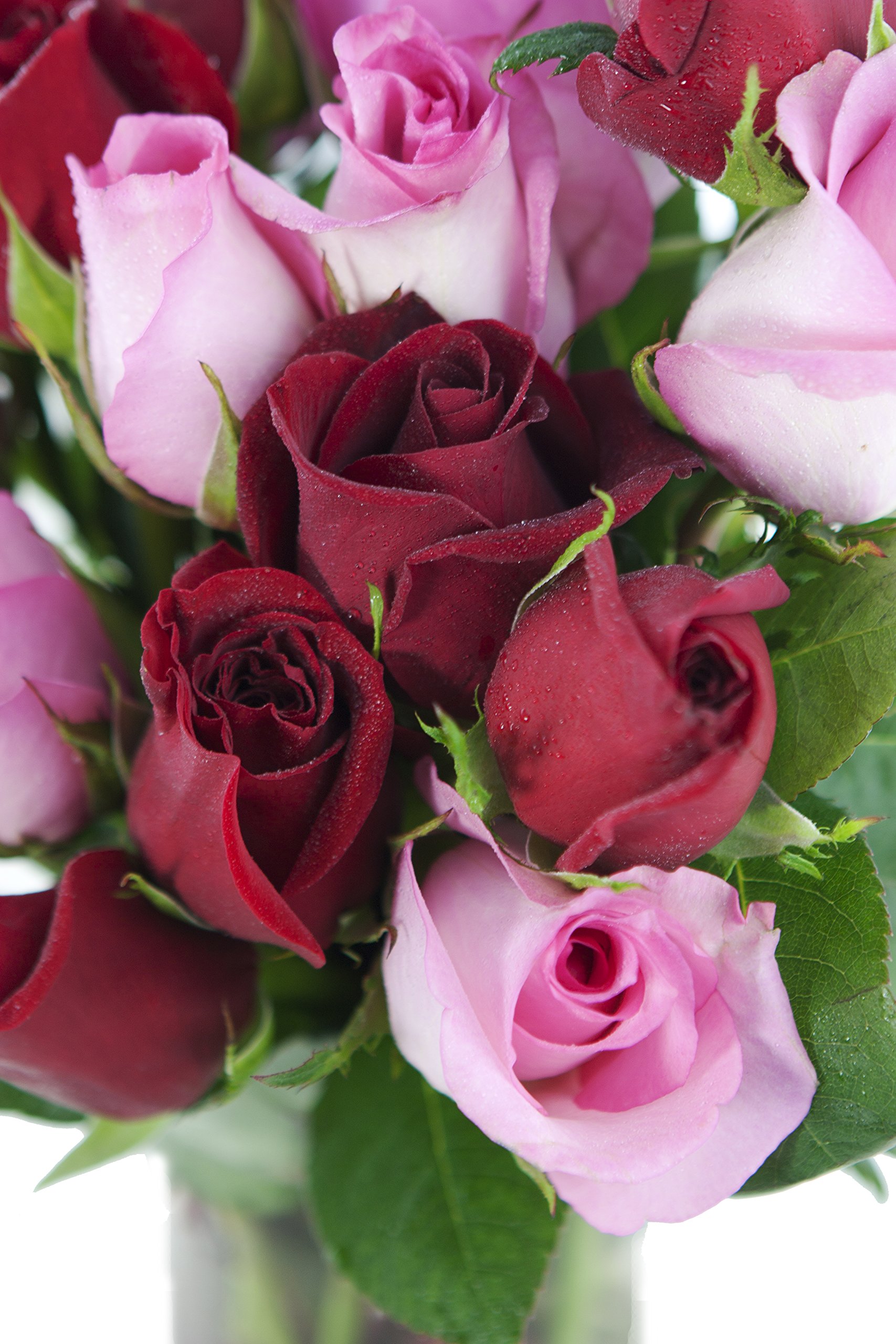 KaBloom Premium Fresh Roses - 24 Long Stem Red & Pink Roses with Glass Vase | Next Day Delivery | Perfect Gift for Mother's Day, Valentine's Day, Birthday, Anniversary & Get Well Wishes | Elegant Home Decor & Wedding Centerpiece Flowers