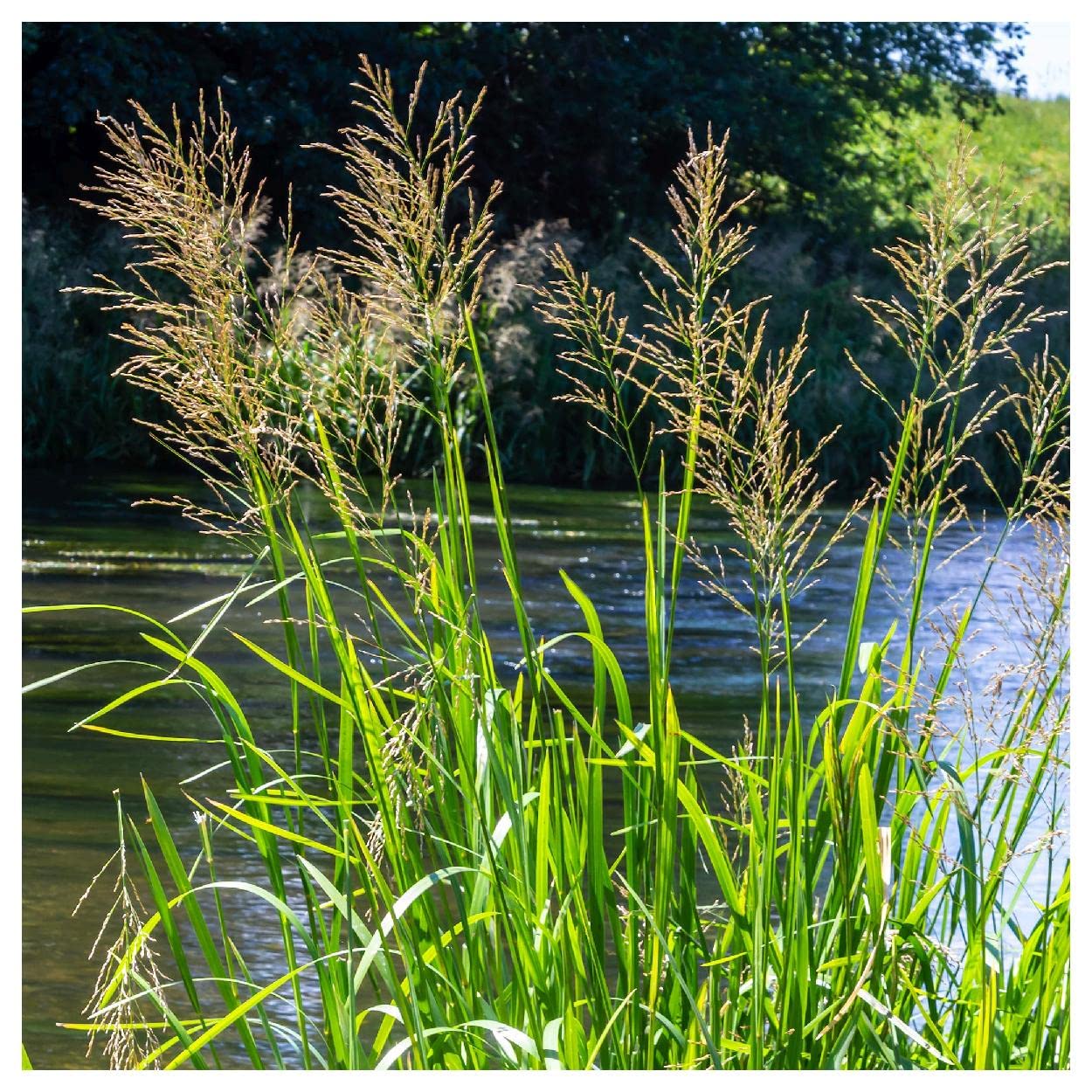 Everwilde Farms - 1/4 Lb Reed Manna Grass Native Grass Seeds - Gold Vault Packaging | Drought-Resistant Ornamental Grass for Landscaping, Erosion Control & Wildlife Habitats