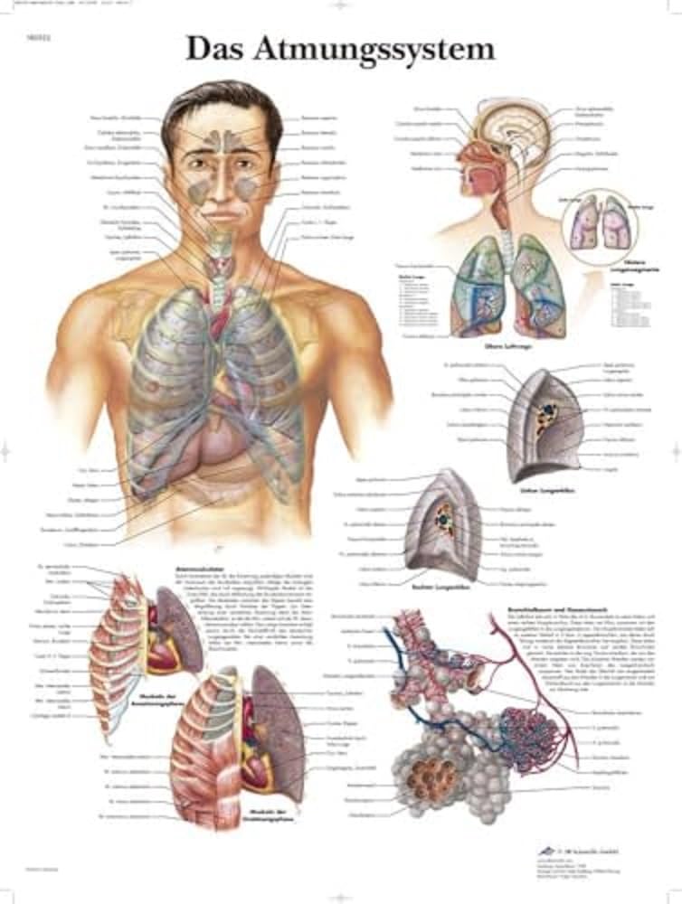3B Scientific VR0322L Human Anatomy Poster - Detailed Skeletal & Muscular System Chart for Medical Students, Doctors & Educators - Perfect for Classrooms, Clinics & Study Rooms