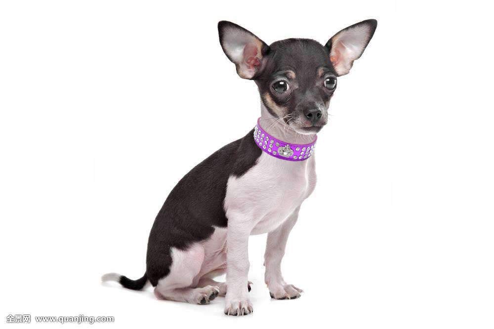Sparkling Rhinestone Dog Collar with Crown Design - Crystal Diamante Jewelry PU Leather Pet Collar for Small Dogs & Cats (Purple, S Size 20-26cm Neck) - Perfect for Birthday Parties, Weddings & Special Occasions