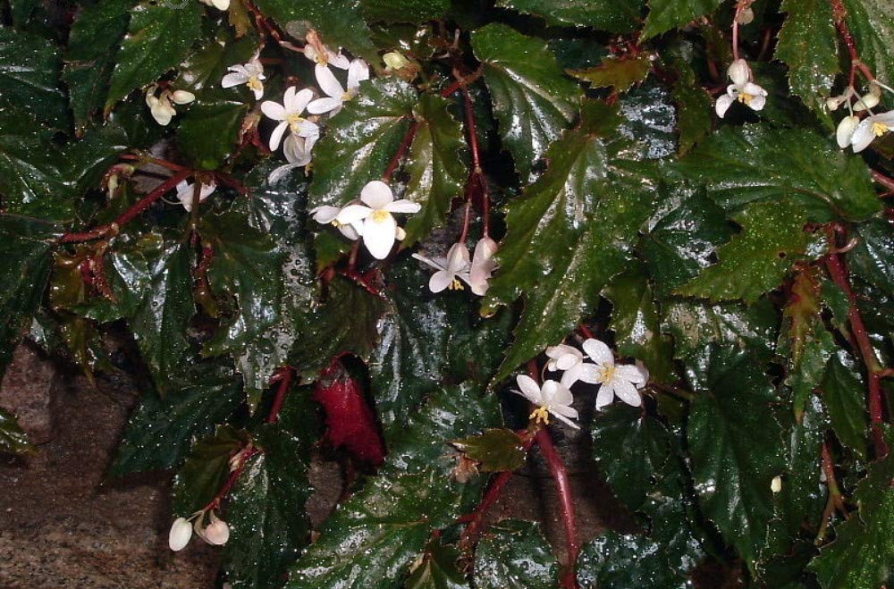 Concord Black Begonia Live Plant - 2.5 Inch Pot for Terrariums, Fairy Gardens & Indoor Houseplants | Perfect for Home Decor, Office Spaces & Gift Giving