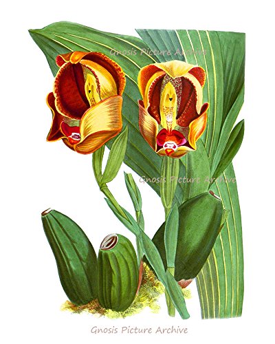 Set of 6 Tropical Orchid Wall Art Prints - Orange & Yellow Unframed Canvas Paintings for Living Room, Bedroom, Office Decor | Vibrant Floral Home Decorations Perfect for Housewarming Gifts & Interior Design