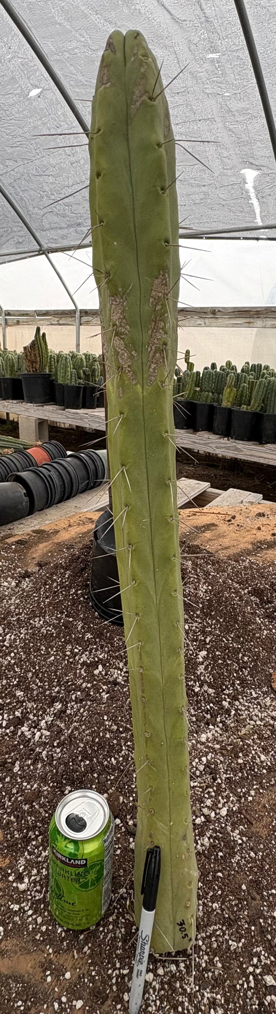 EC147 EXACT Trichocereus Bridgesii Jiimz Twin Spines Cactus - 30.5 Inch Rare Succulent Cutting for Desert Gardens & Home Decor
