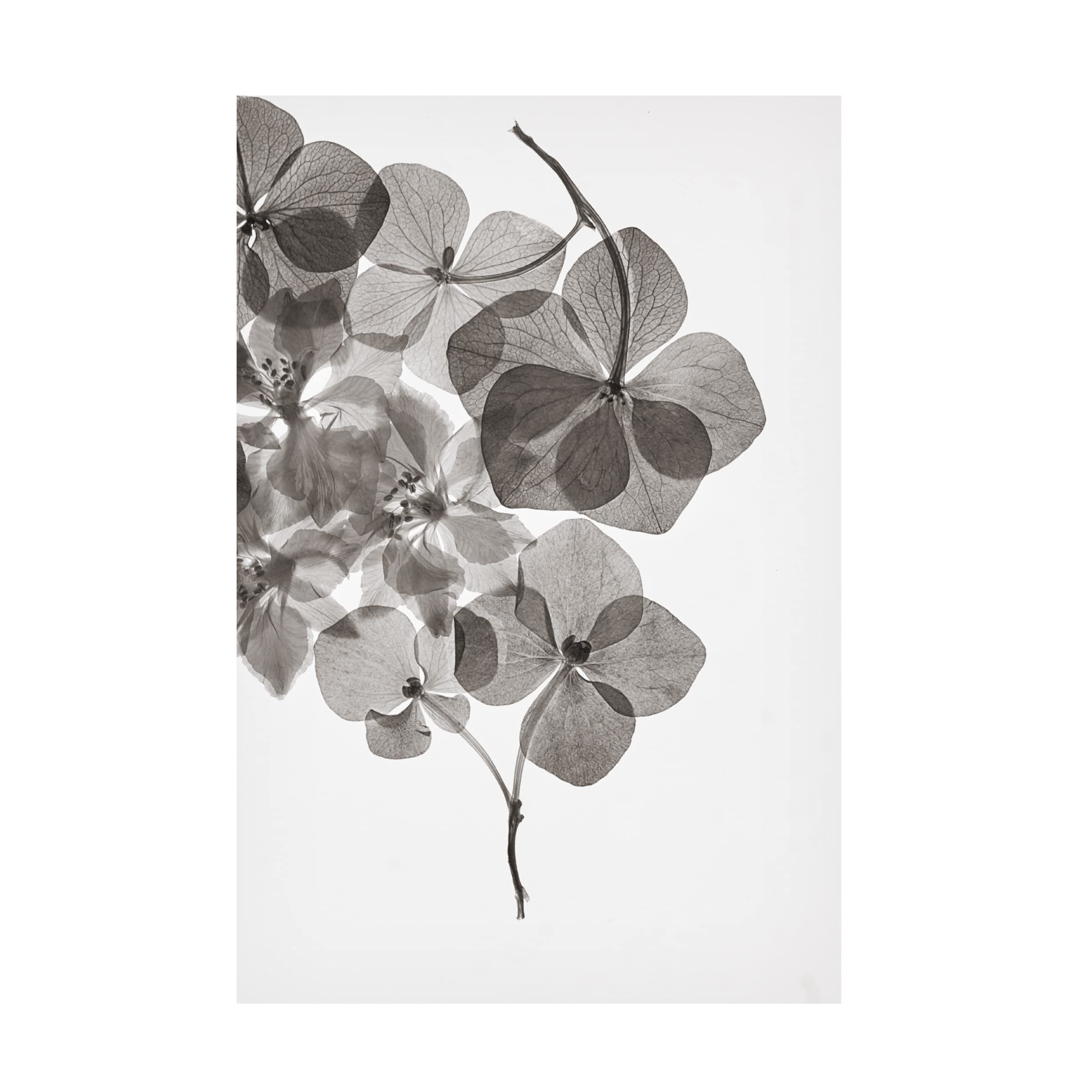 Trademark Fine Art 'Botanical 24' Canvas Wall Art Print by Lenka - Floral Nature Decor for Living Room, Bedroom & Office