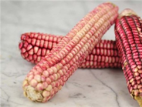 15 Pink Glass Gem Corn Seeds - Ornamental & Edible Zea Mays Vegetable Seeds for Home Gardening, DIY Decor & Cooking - Fast Shipping