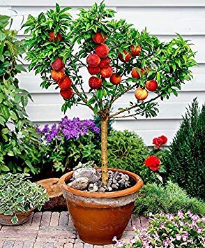 15 Seeds Dwarf Peach Fruit Tree for Home Garden - Indoor & Outdoor Planting - Perfect for Patios, Balconies, and Small Spaces