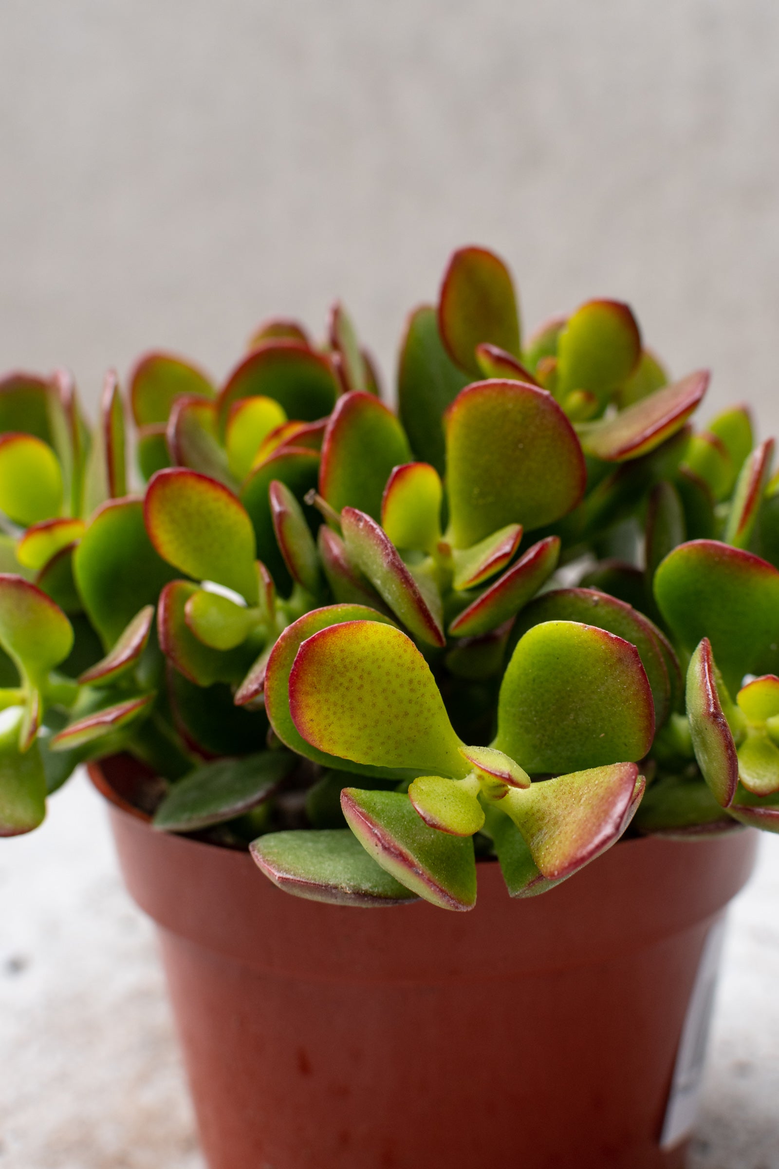 Crassula ovata 'Crosby' 4 Inch Jade Plant - Live Succulent for Home Decor, Office Desk, or Gift Idea | Easy Care Indoor Houseplant for Beginners