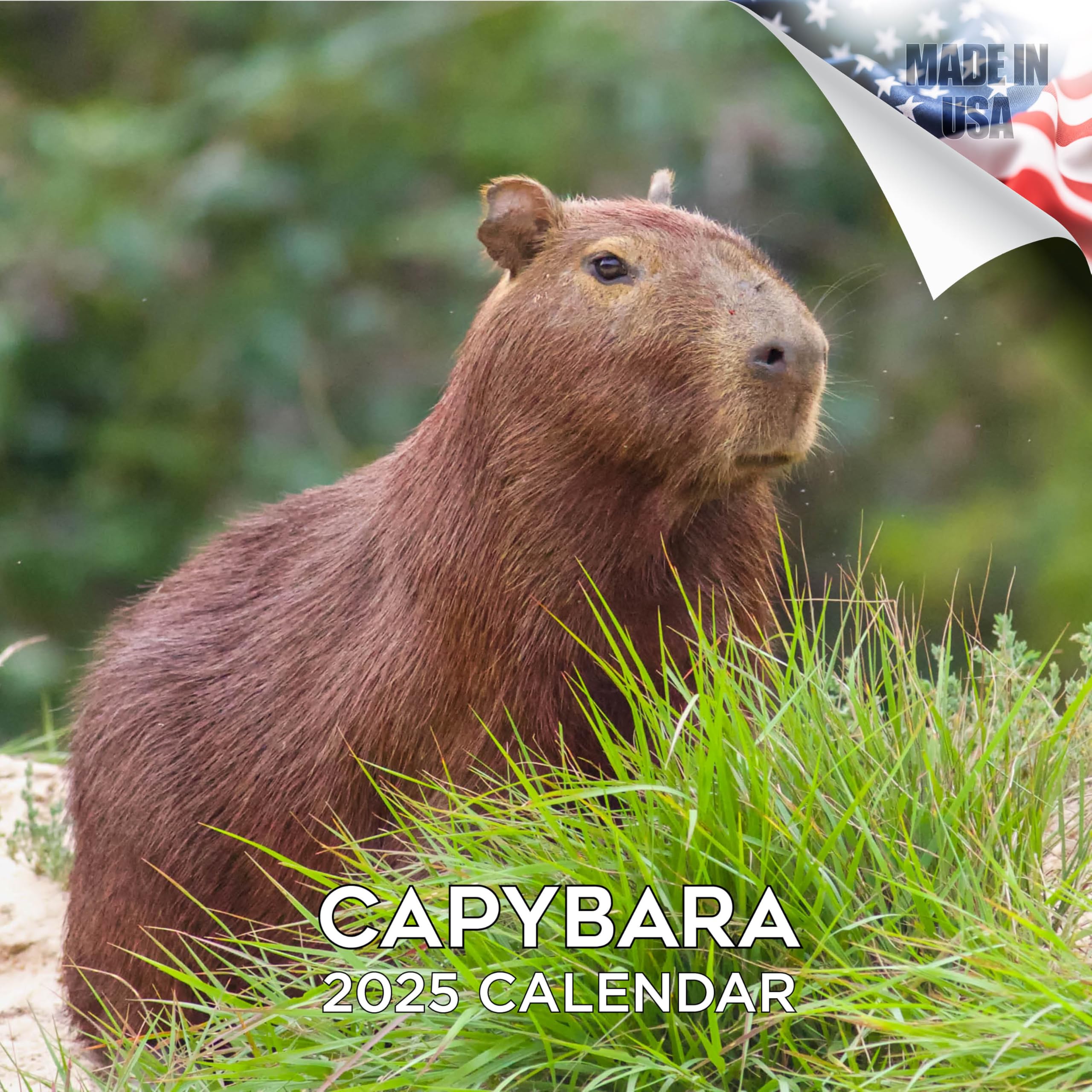 2024-2025 Capybara Wildlife Wall Calendar - 12