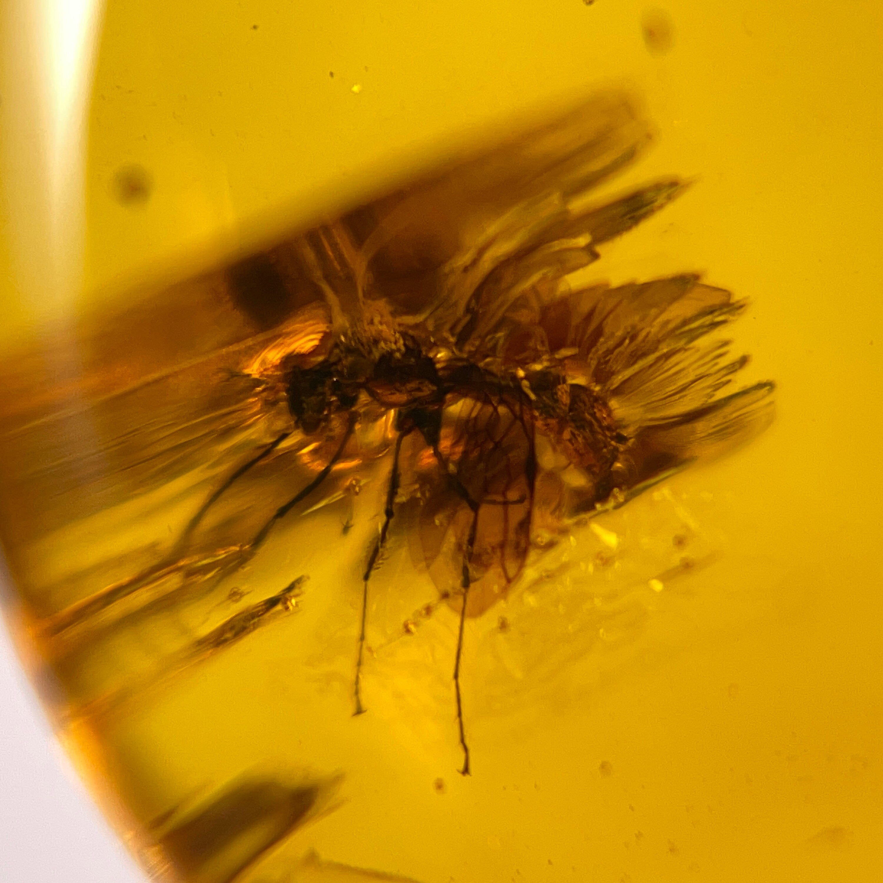 Real Amber Stone with Insect Inclusion - Genuine Fossil Tumbled Crystals for Healing & Collection | Natural Gemstone for Jewelry Making, Meditation & Home Decor