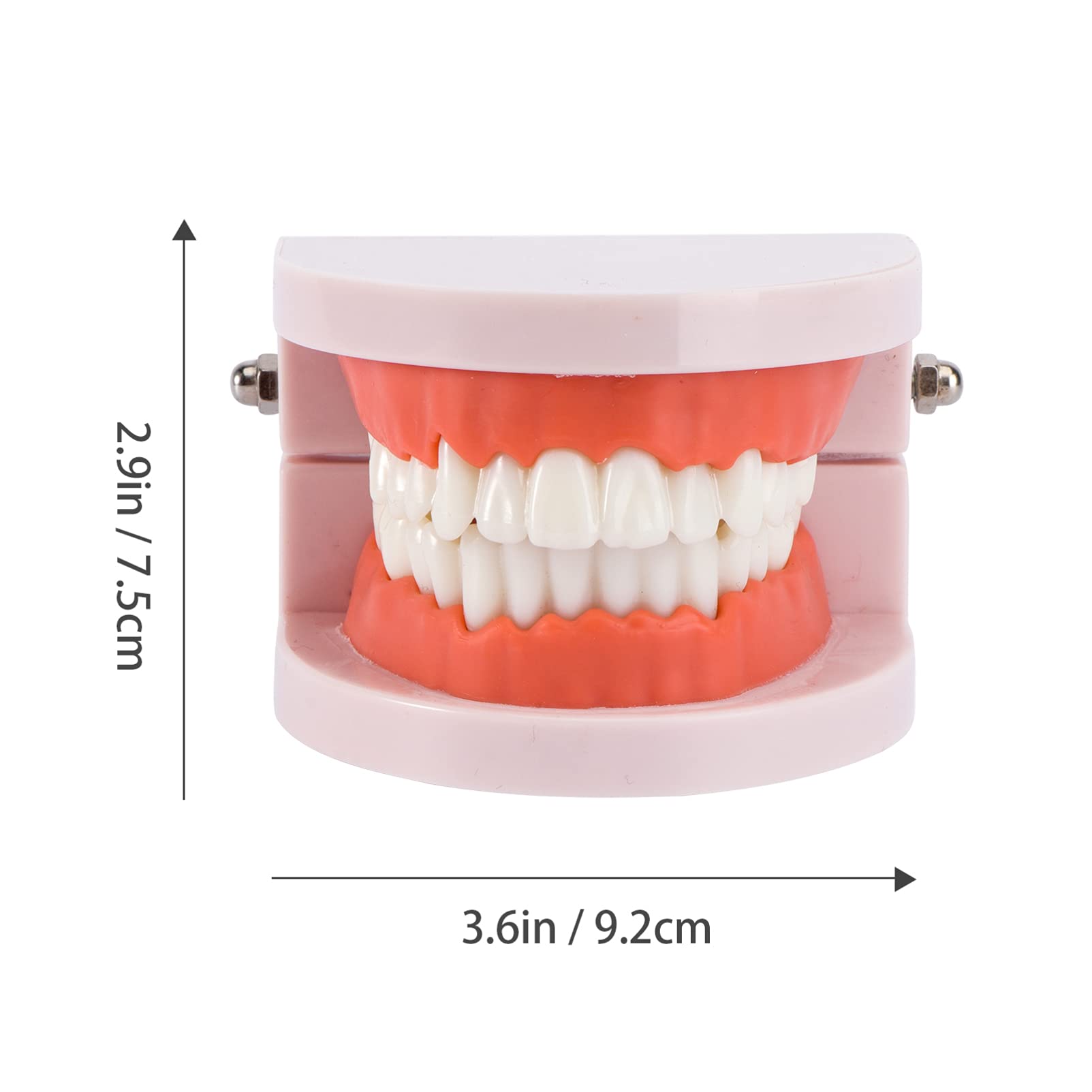 Adult Standard Typodont Teeth Model - Dental Teaching Demonstration Kit for Kids & Students - Perfect for Dental Education, Study & Clean Display - Ideal for Classrooms, Training & Dental Practices