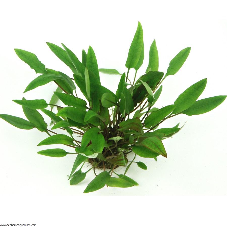 Dennerle Cryptocoryne Affinis Aquatic Plant - Live Aquarium Plants for Freshwater Fish Tanks | Perfect for Aquascaping and Natural Habitat Setup