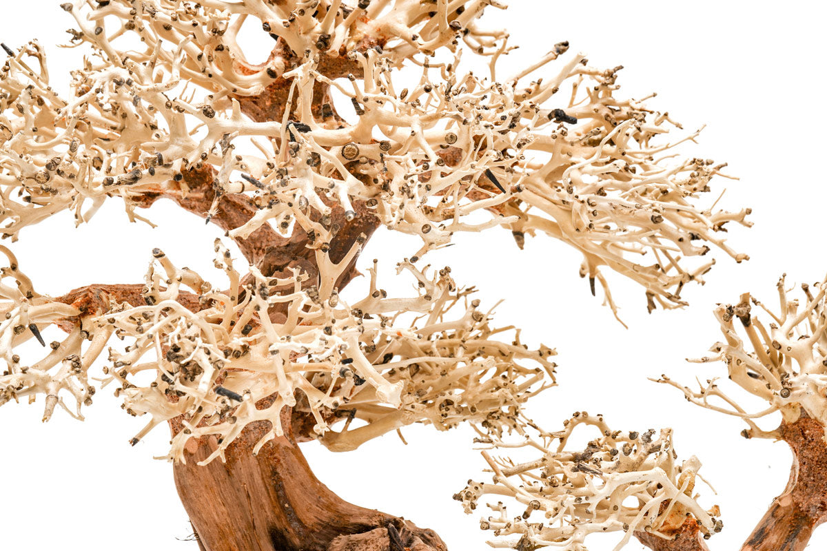 Uns Bonsai 011 - Premium Mini Bonsai Tree for Home & Office Decor | Perfect for Zen Gardens, Desk Decorations, and Gift Ideas
