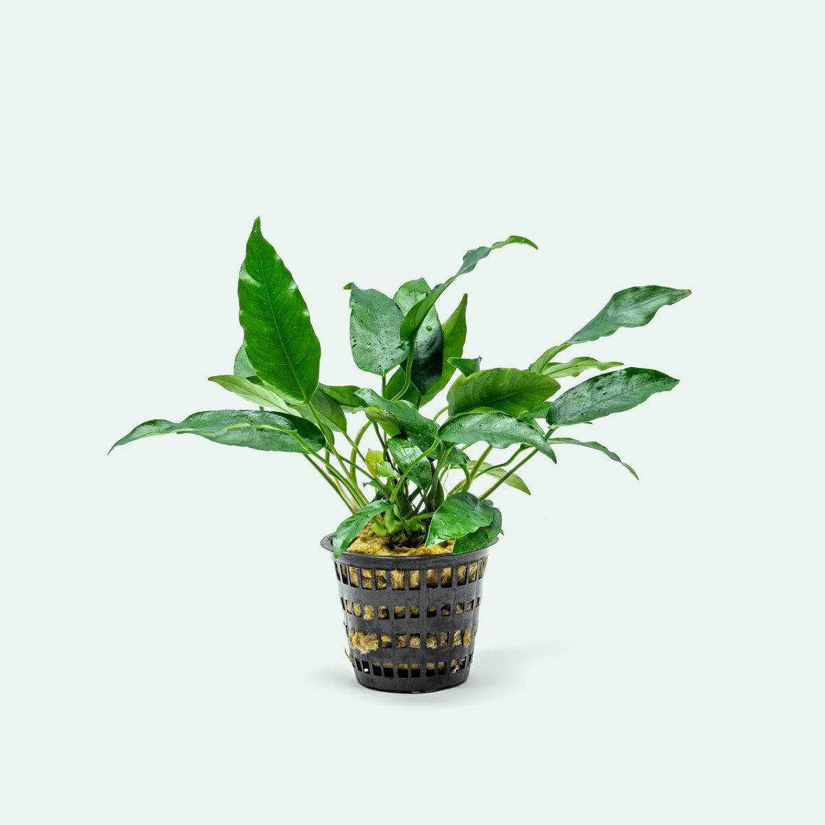 Anubias Short and Sharp Mother Plant - Live Aquatic Plant for Aquariums & Fish Tanks - Perfect for Aquascaping, Nano Tanks, and Shrimp Habitats