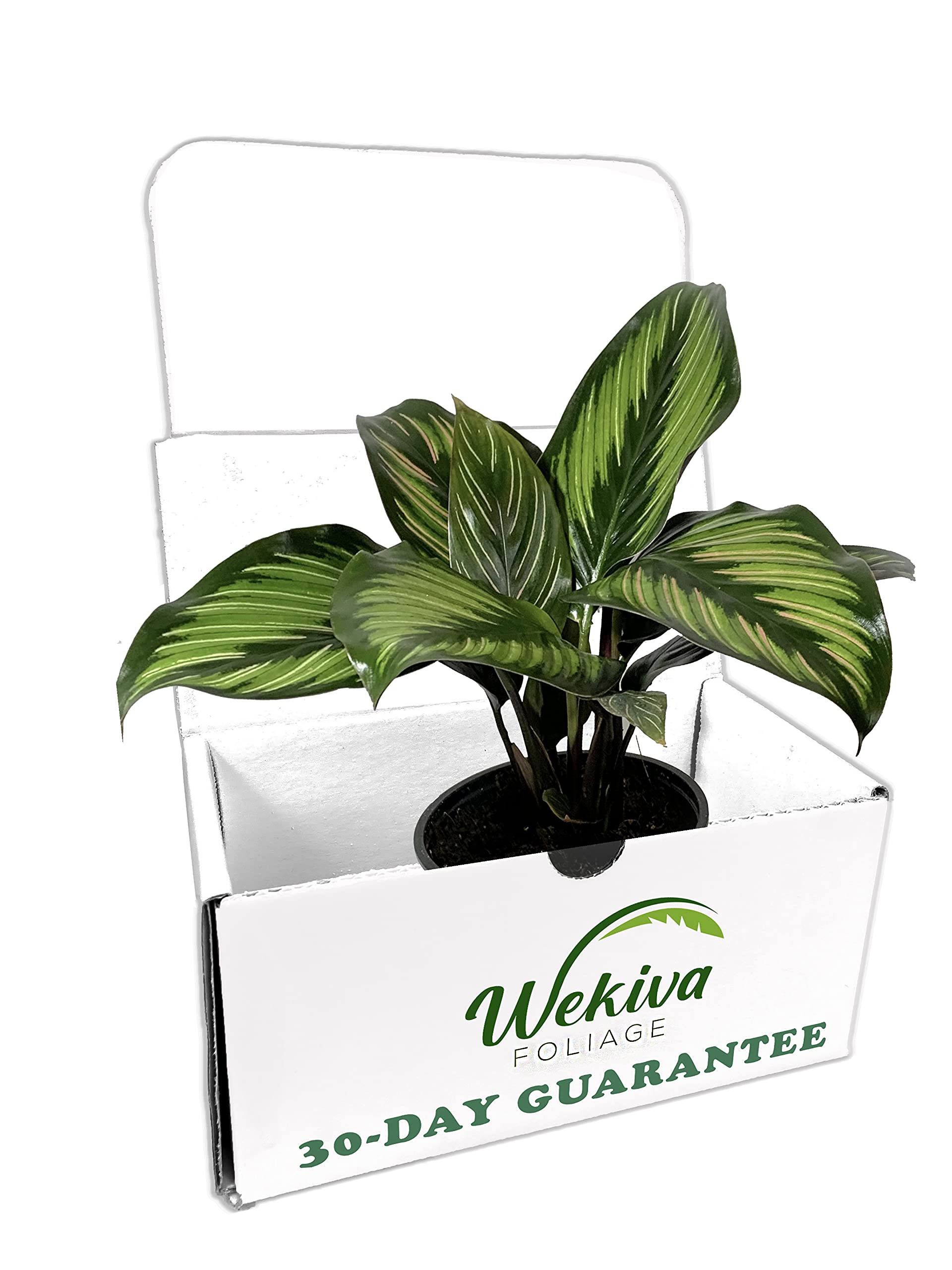 Calathea Beauty Star - 10 Live Indoor Plants in 4 Inch Pots - Calathea Ornata - Easy to Grow Air Purifying Houseplant for Home, Office & Living Room Decor
