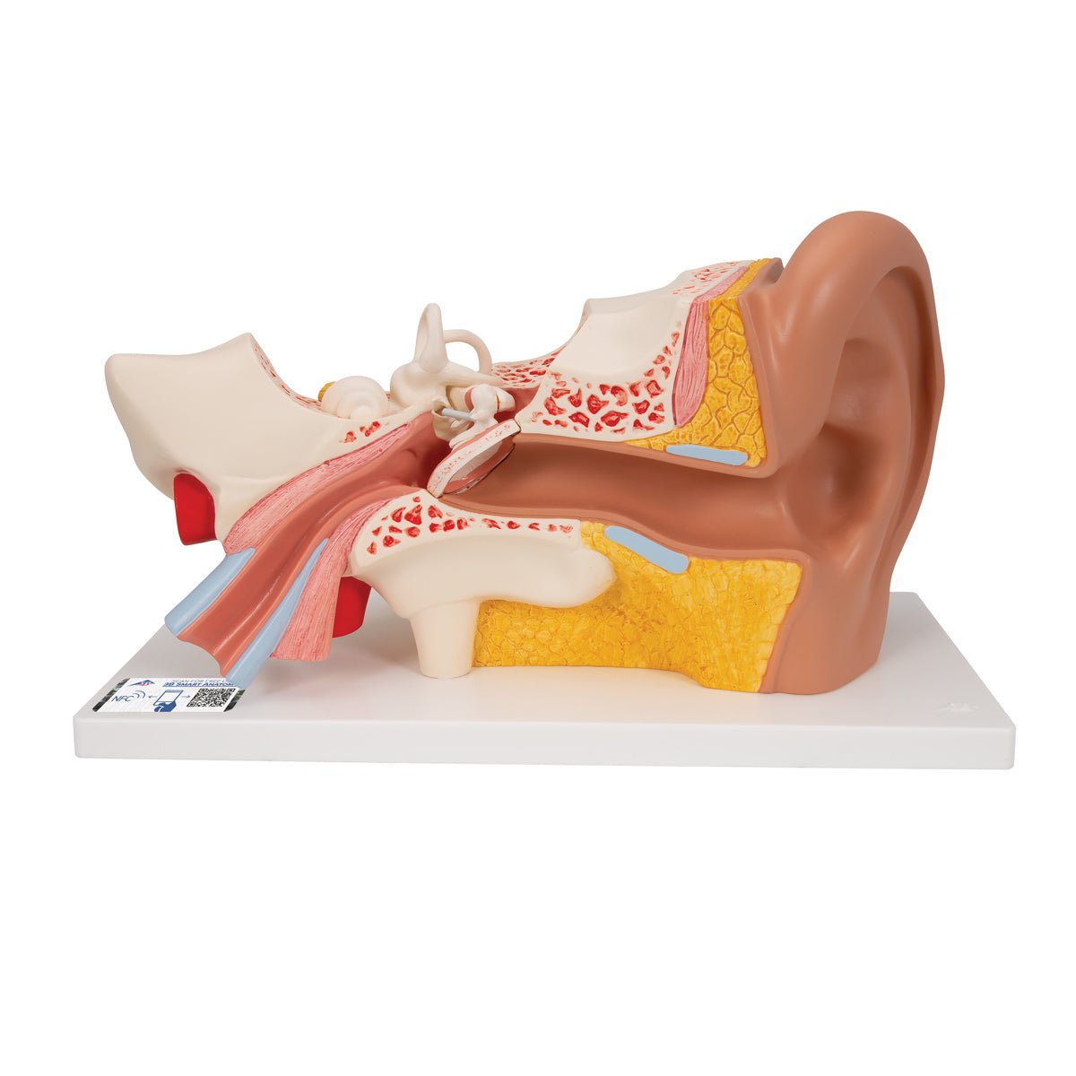 Giant Ear Anatomy Model - 3X Life Size, 4-Part Human Ear Display for Medical Education & Science Classrooms | Perfect for Doctors, Students & Biology Labs