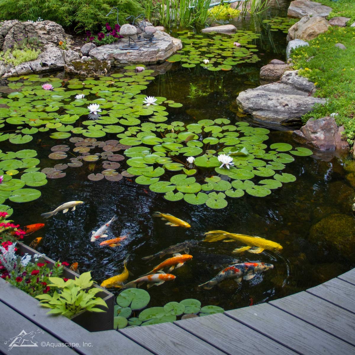 Aquascape 96015 Pond Starter Bacteria Water Treatment - 32 Oz for Ponds, Water Features, and Garden Fountains