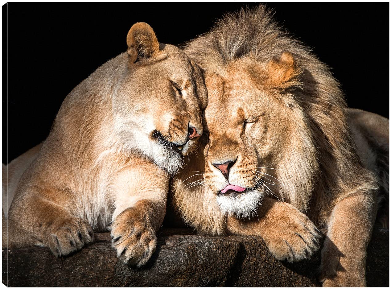Lion Love Fine Art Canvas Wall Decor by Artist Belle Maison - 56x42 Inch Ready to Hang Painting for Living Room, Bedroom, Office - Perfect for Home, Office & Commercial Spaces