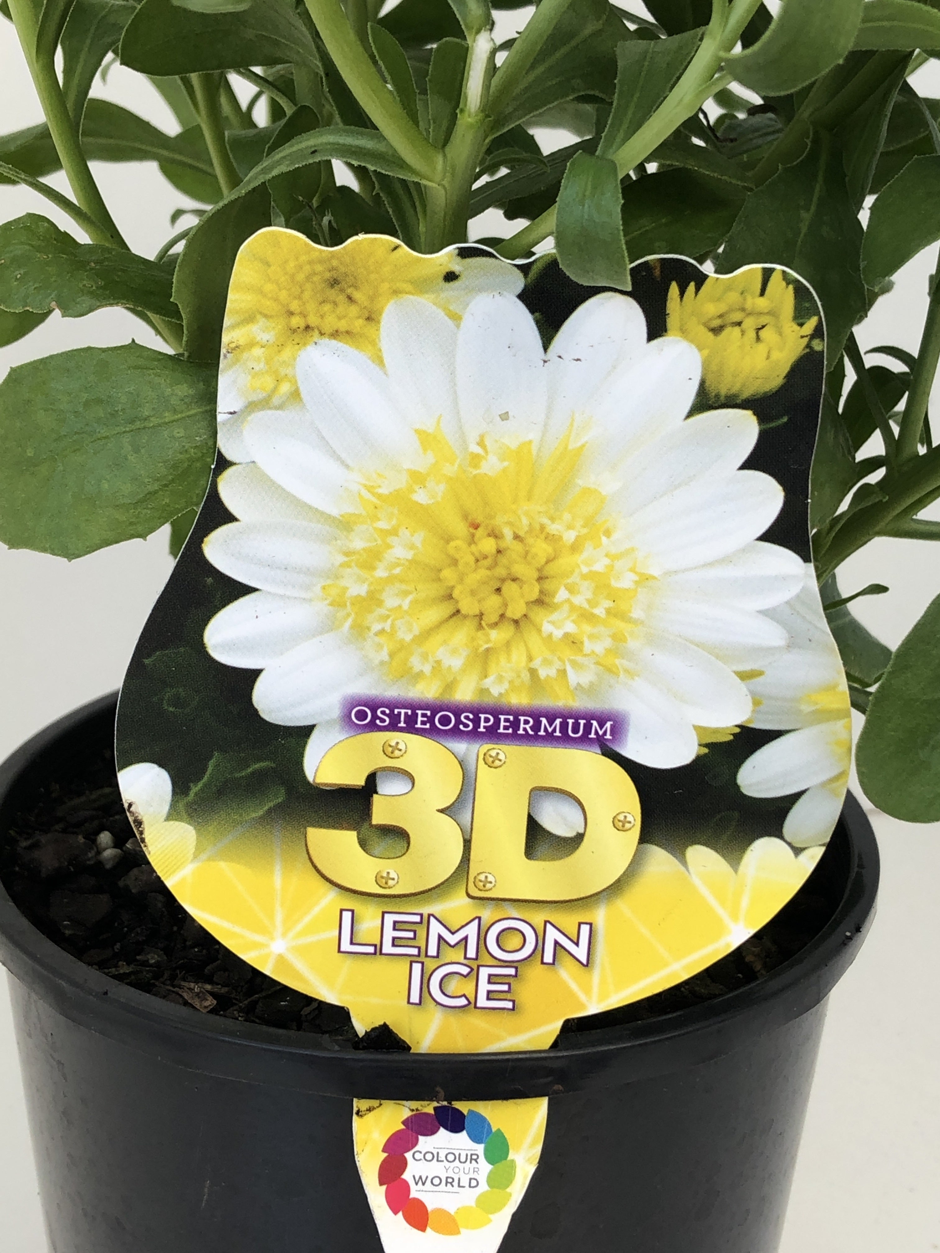 3D Lemon Ice Osteospermum Flower Seeds - Vibrant Yellow Daisy-Like Blooms for Gardens, Borders & Containers | Perfect for Pollinator-Friendly Landscaping & Cut Flower Arrangements