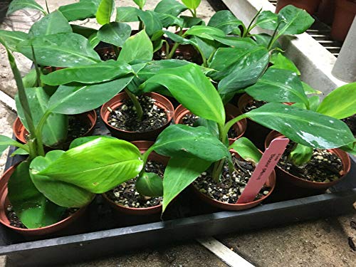 Double Mahoi Banana Plant - Live Dwarf Cavendish Banana Tree with Two Stems - Perfect for Indoor Tropical Decor & Outdoor Garden Landscaping