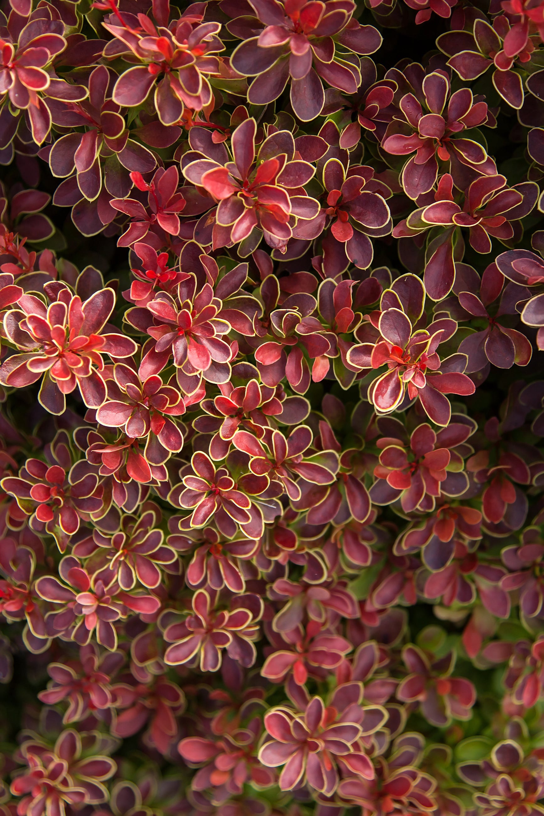 Berberis thunbergii 'Admiration' #3 - Japanese Barberry Shrub for Landscaping, Privacy Hedges & Garden Borders | Perfect for Outdoor Decoration & Low-Maintenance Gardens