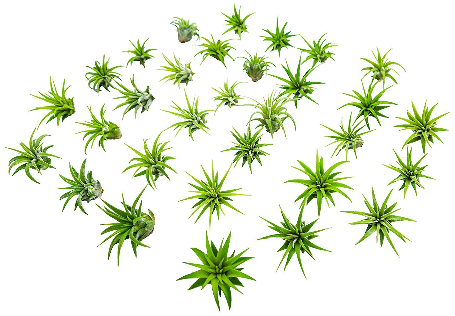 50PK Live Tillandsia Air Plants for Indoor Fairy Gardens - Low Maintenance Terrarium & Houseplants, Perfect as Air Plant Lover Gifts by Plants for Pets | Ideal for Home Decor, Office Plants & DIY Fairy Garden Kits