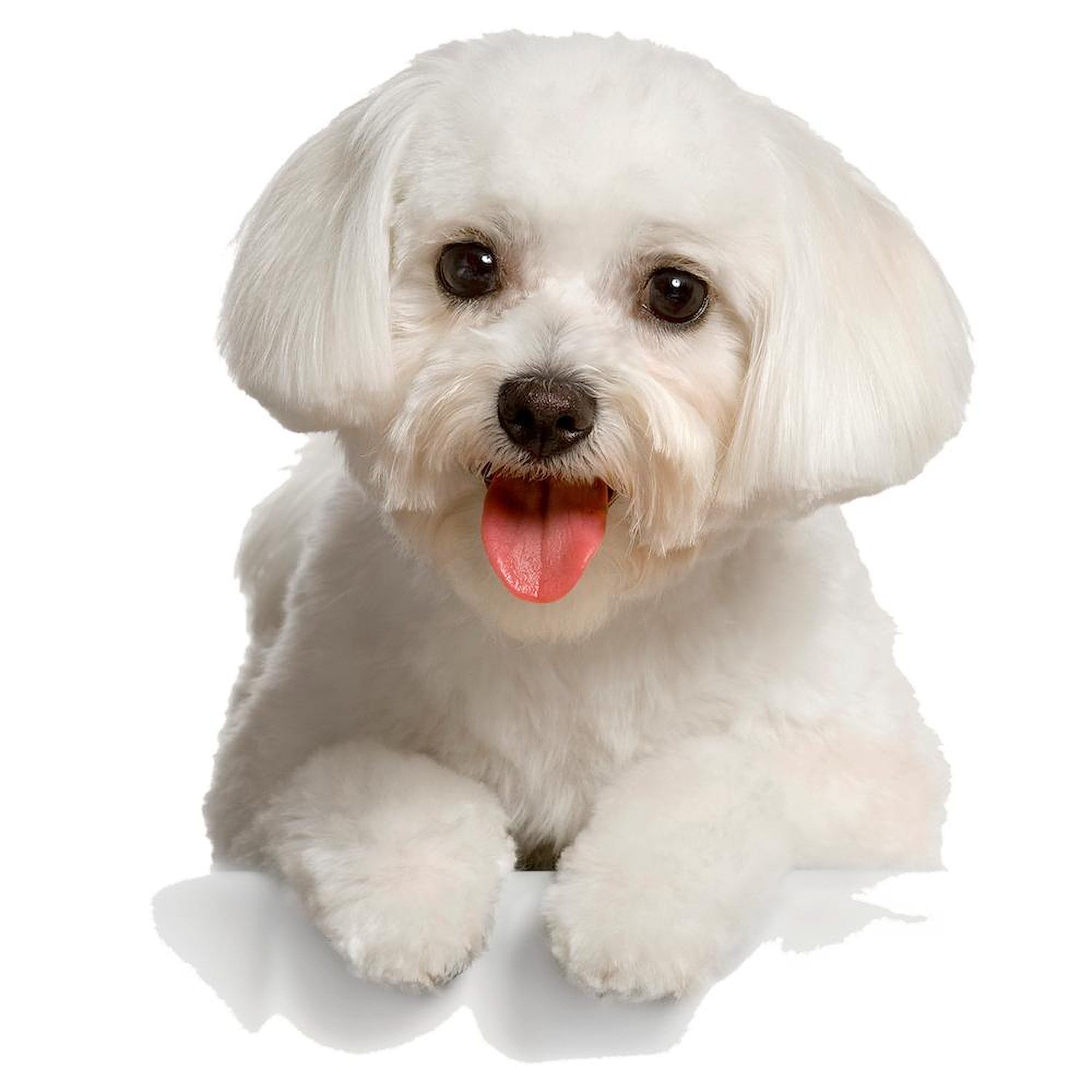 Bichon Frise 10 Inch Wall Clock - Decorative Round Silent Non-Ticking Clock for Living Room, Kitchen, Office, Bedroom & Home Decor - Perfect Gift for Dog Lovers & Pet Owners