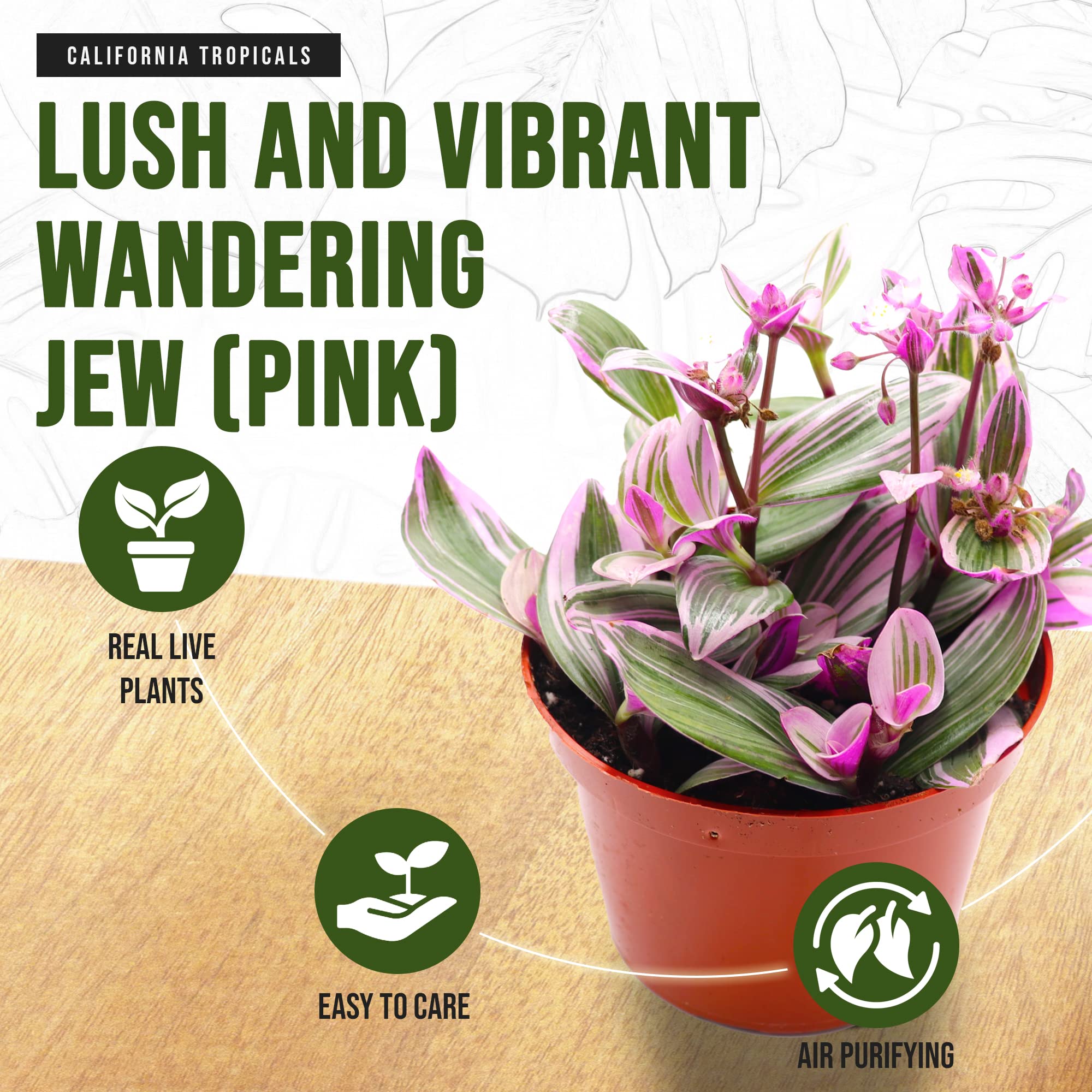 California Tropicals Pink Tradescantia Nanouk - Rare Live Houseplant in 6 Inch Pot with Rooted Leaves - Easy Care Indoor Outdoor Plant for Home Office Decor, Mini Tropical Garden, Gift Idea for Plant Lovers