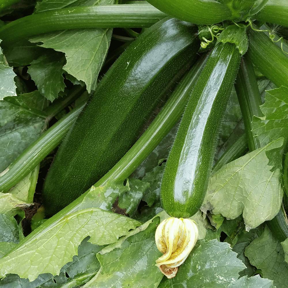 VISTARIC 20 Korean Summer Squash Seeds - Meot Jaeng I Ae (Similar to Zucchini) | Non-GMO, Heirloom Variety for Home Gardening | Perfect for Salads, Stir-fries & Grilling