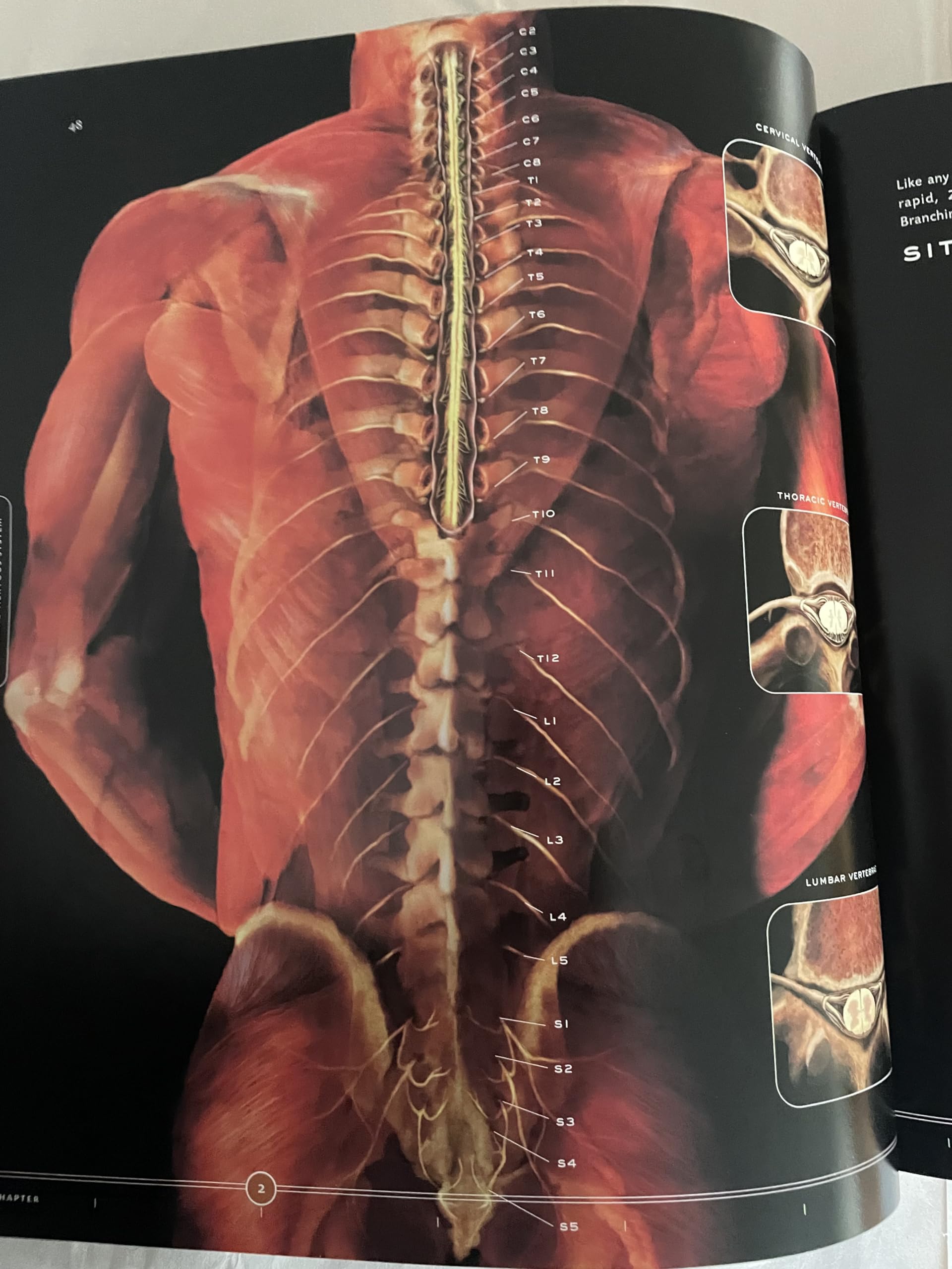 The Architecture and Design of Man and Woman: Human Body Marvels Revealed | Perfect for Medical Students, Artists & Anatomy Enthusiasts