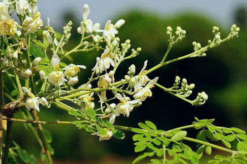 Organic Moringa Oleifera (Horseradish Tree) Starter Plants - Pack of 3 | Fast-Growing Superfood Tree for Home Gardens, Smoothies & Healthy Cooking