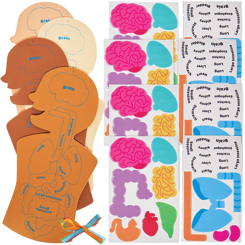 Baker Ross FN109 Human Body Kit - Pack of 4, STEM Science & Health Educational Resources for Kids & Schools | Perfect for Classroom Learning & Homeschool Activities
